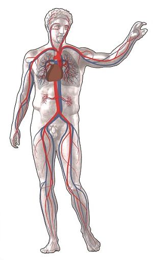 vascular system graphic